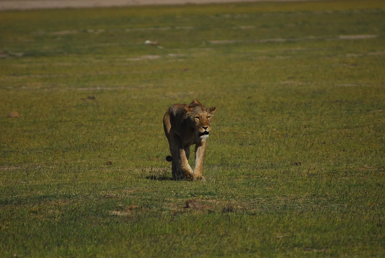2 days mid-range safari to Amboseli NP from Nairobi Adventure Tour gallery image