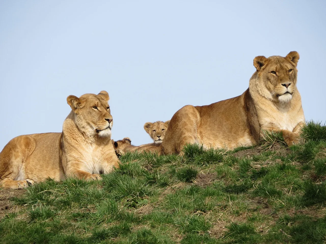 20-Day Classic Grand Kenya and Tanzania Expedition - Kenya & Tanzania safari hero photo