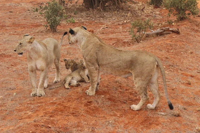 11-Day Tanzania Safari & Zanzibar Beach Escape - Tanzania safari gallery image