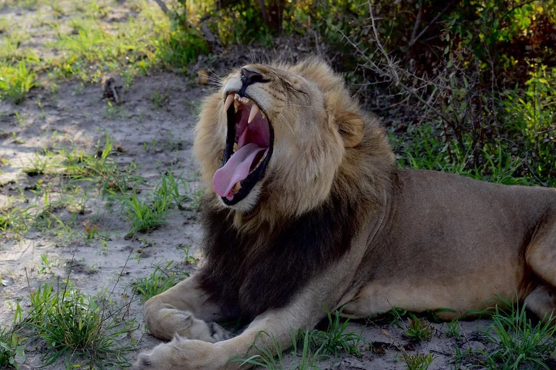 1-Day Day Trip to Mikumi 4x4 Safari from Dar Es Salaam - Tanzania safari