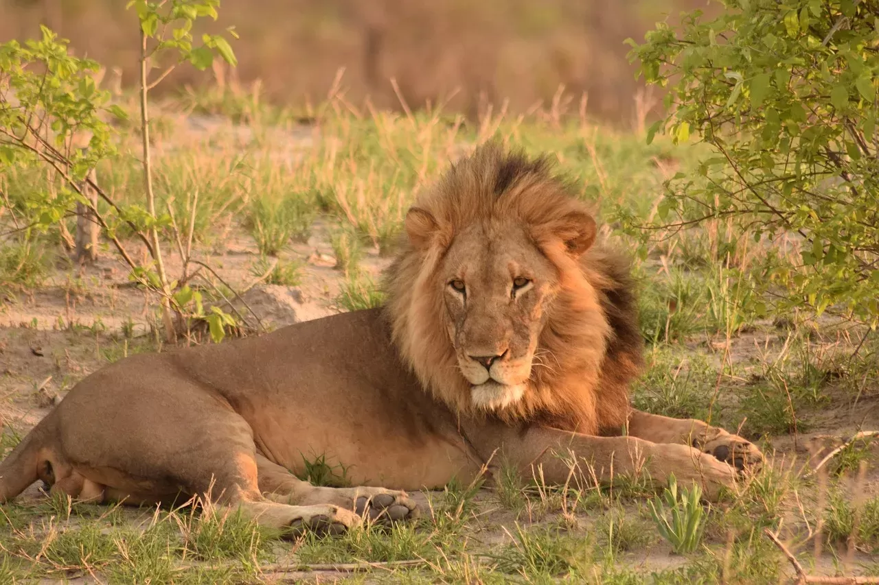 13-Day Botswana Trans Kalahari Camping Safari hero photo