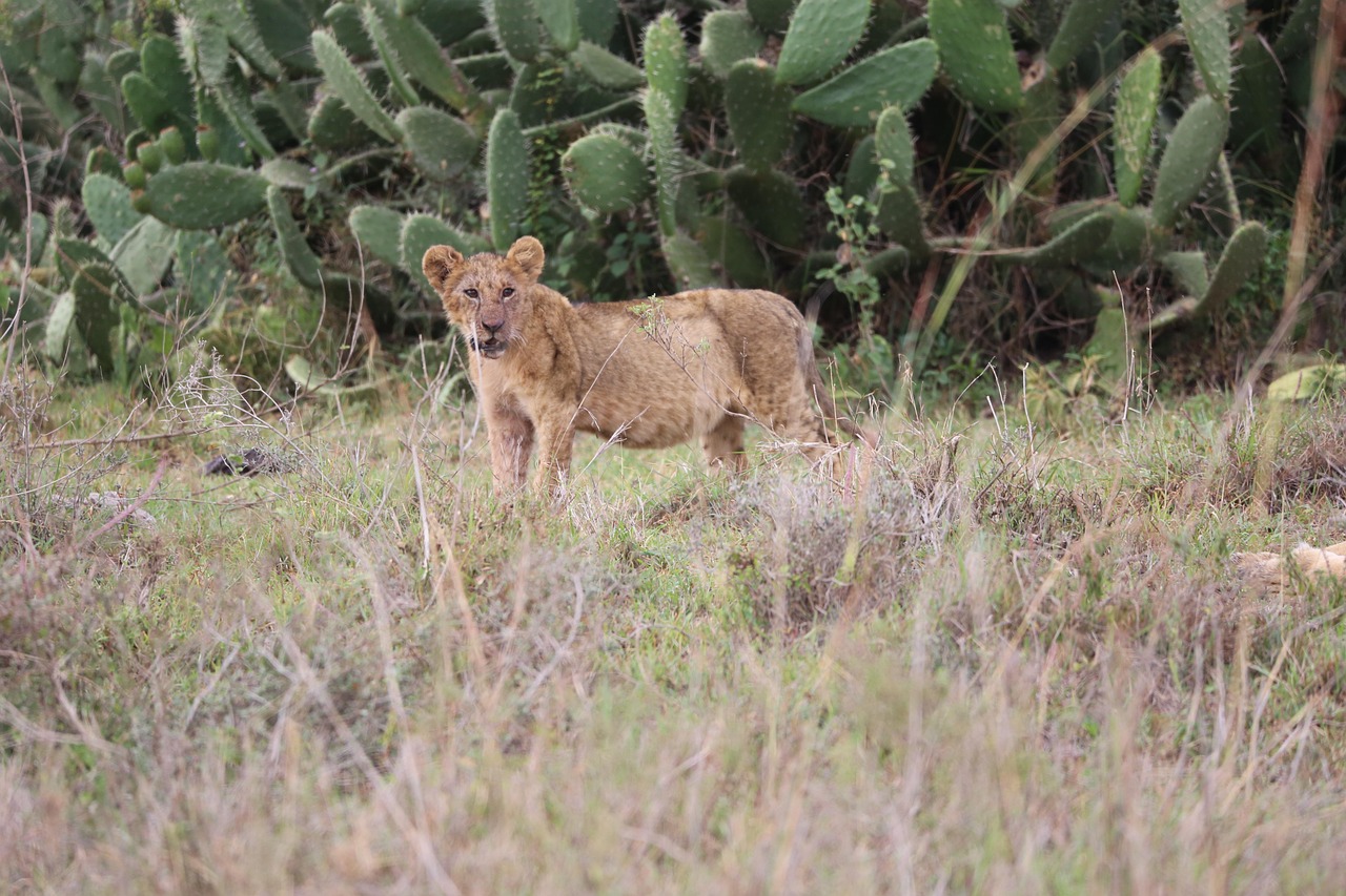 16-Day Adventure - Explore the Wild Heart of Kenya - Kenya safari gallery image
