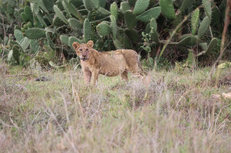 11-Day Spirit&Soul of Africa (Tanzania/Kenya) - Mid-Range - kenya & Tanzania safaris gallery image
