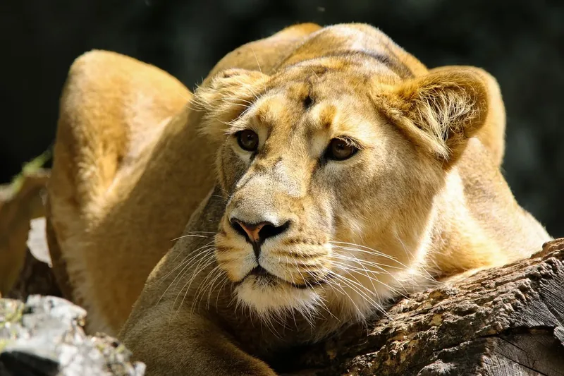 1-Day Mikumi Safari Tour from Zanzibar-Full Game Drive - Tanzania saafri gallery image