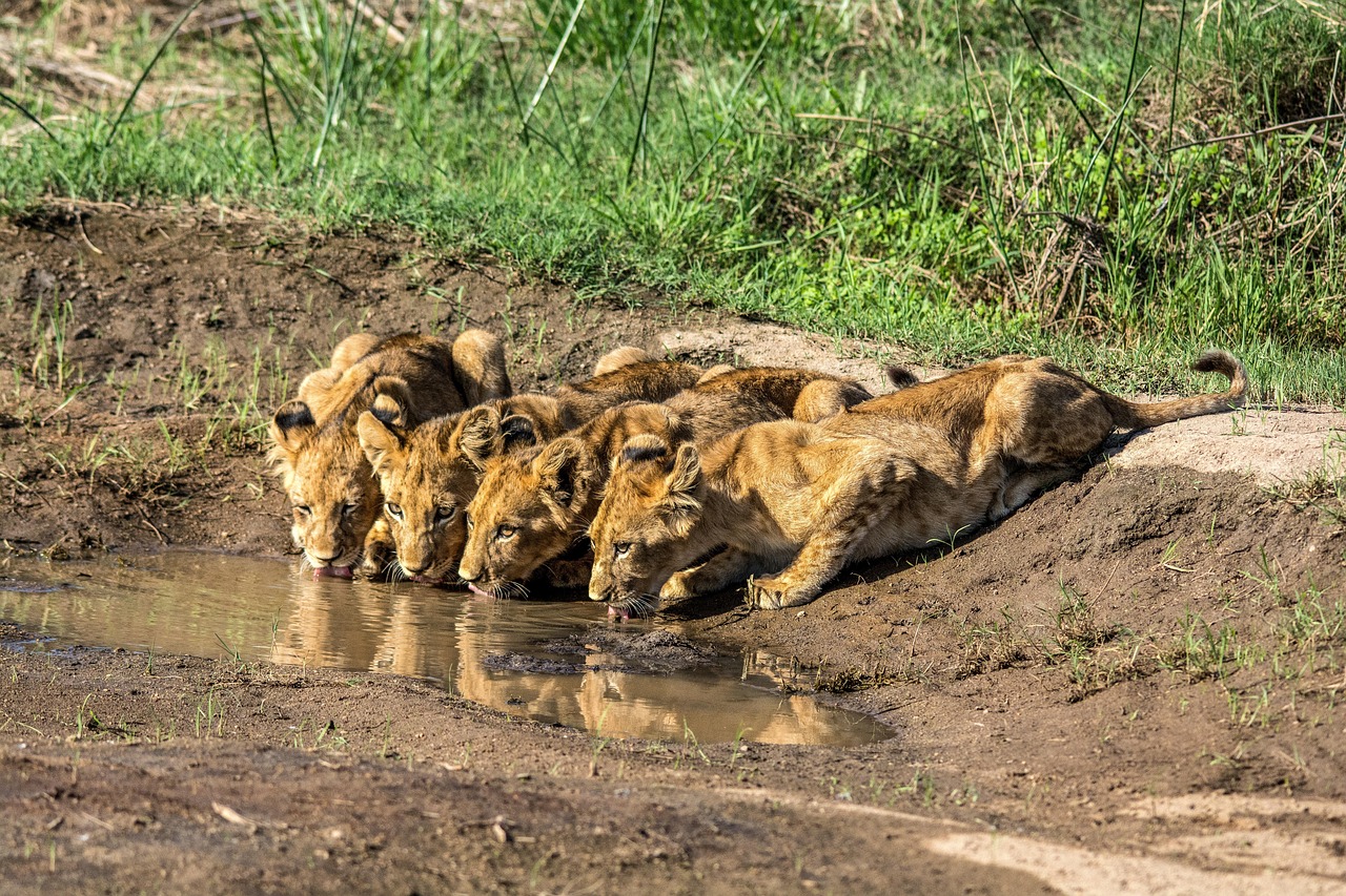 1-Day Tour to Amboseli - Kenya tours gallery image
