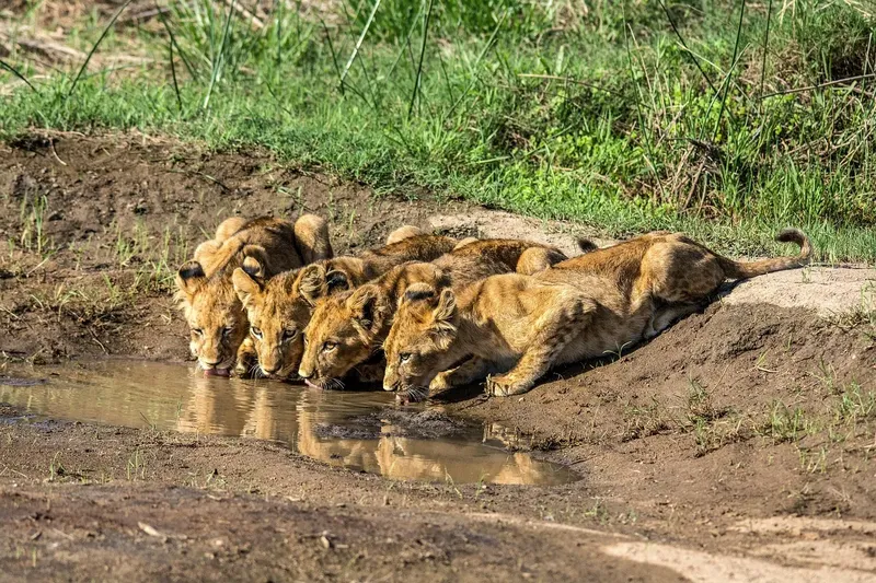 14-Day East Africa Trip Uganda Kenya Tanzania & Zanzibar - Kenya & Tanzania safari gallery image