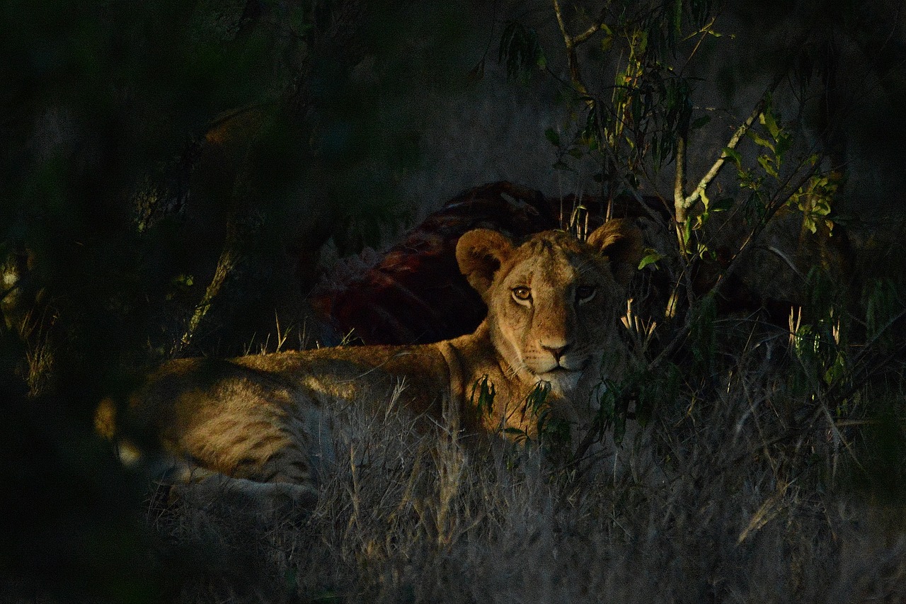 3-Day Mikumi National Park by Train  - Tanzania safari