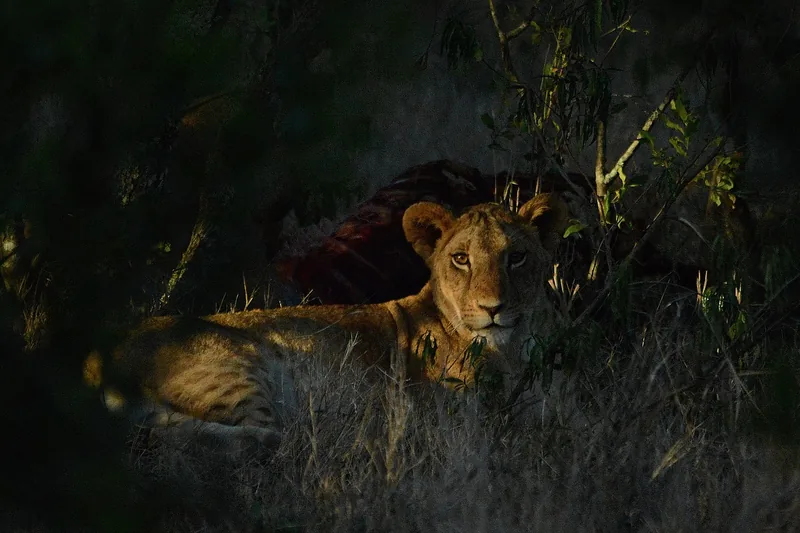 13 Days Great Migration Tanzania + Zanzibar Beach Safari - Tanzania safari