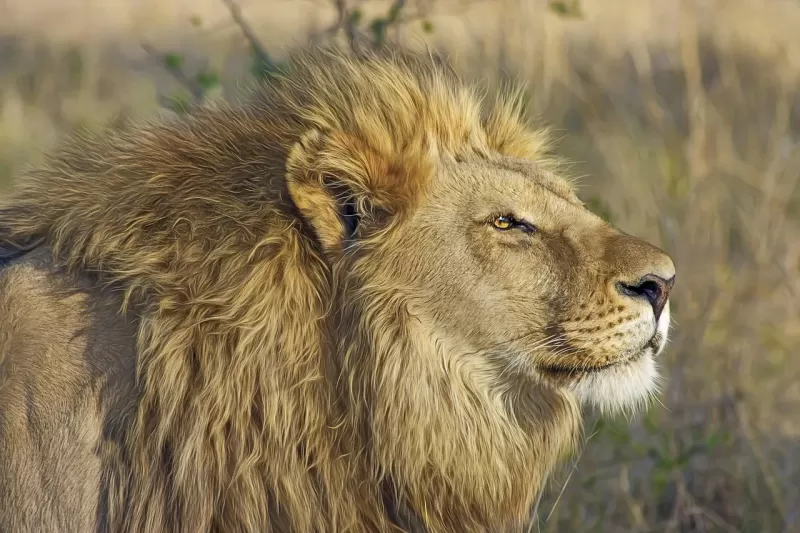 2-Day Luxury Kruger Safari from Johannesburg gallery image