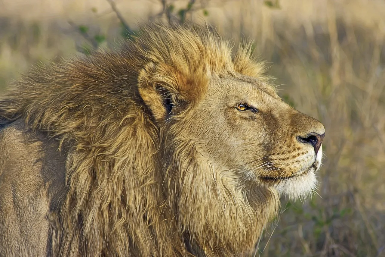 4-Day Luxury Mobile Safari in Khwai gallery image