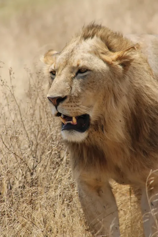 4-Day Safari Tour from Zanzibar to 3 Special Parks - Tanzania safari