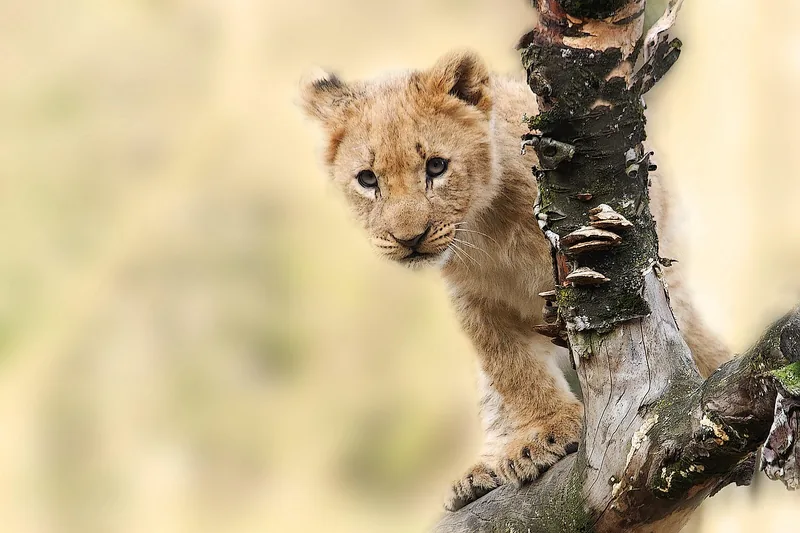 1-Day Epic Trip to Mikumi National Park by Sgr Train - Tanzania safari gallery image