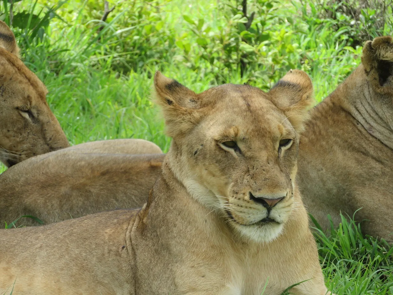 7-Day Botswana Safari gallery image