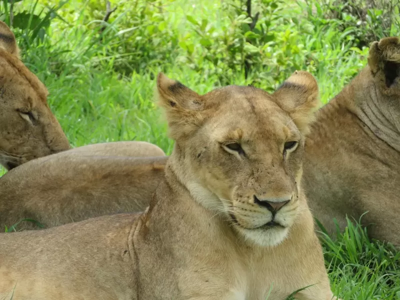 3-Day Victoria Falls & Chobe Safari Adventure
