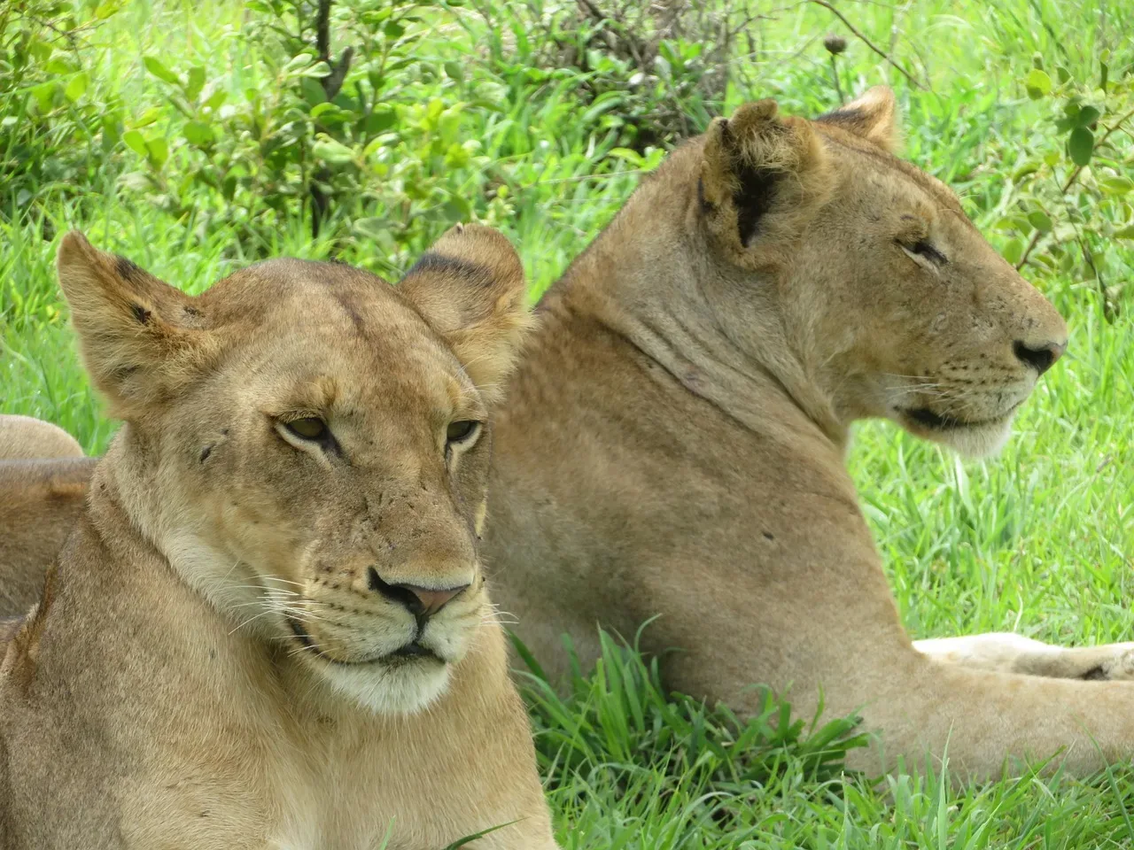 1-Day Chobe Trip from Livingstone with Overnight Option hero photo