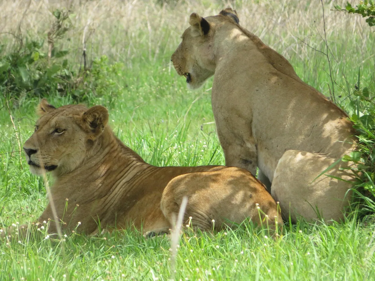 1-Day Private Kruger Safari Adventure from Hoedspruit gallery image