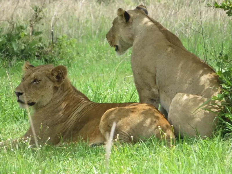 1-Day Private Kruger Safari Adventure from Hoedspruit gallery image