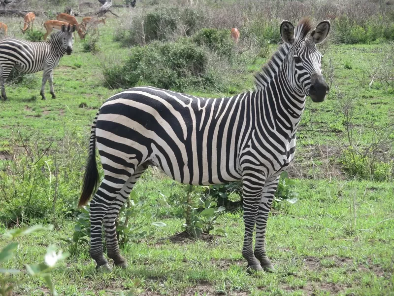 1 Day Fly in Mikumi National Park Flly out with Dallas - Tanzania safari