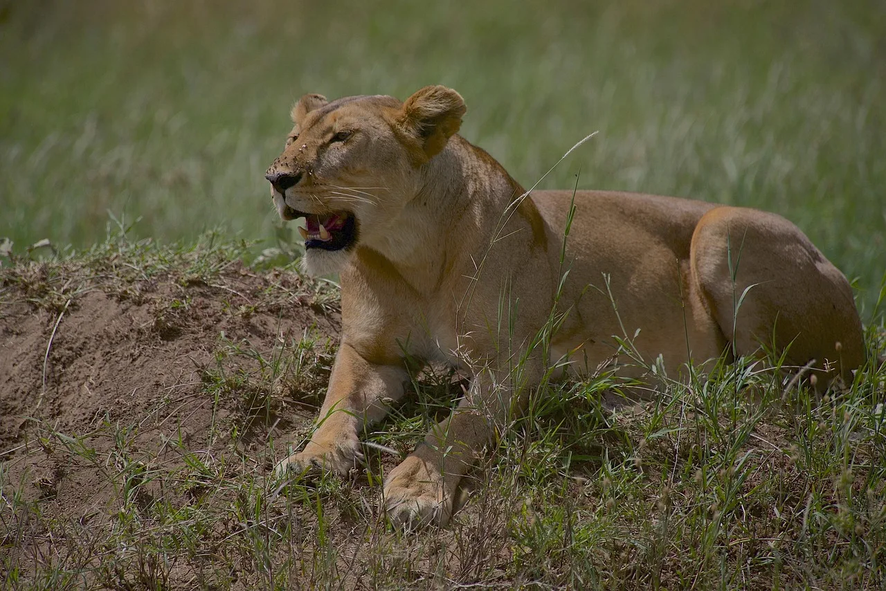 5-Day Moremi and Chobe National Park gallery image