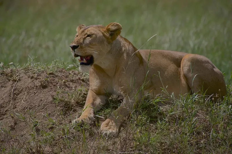 5-Day Moremi and Chobe National Park gallery image