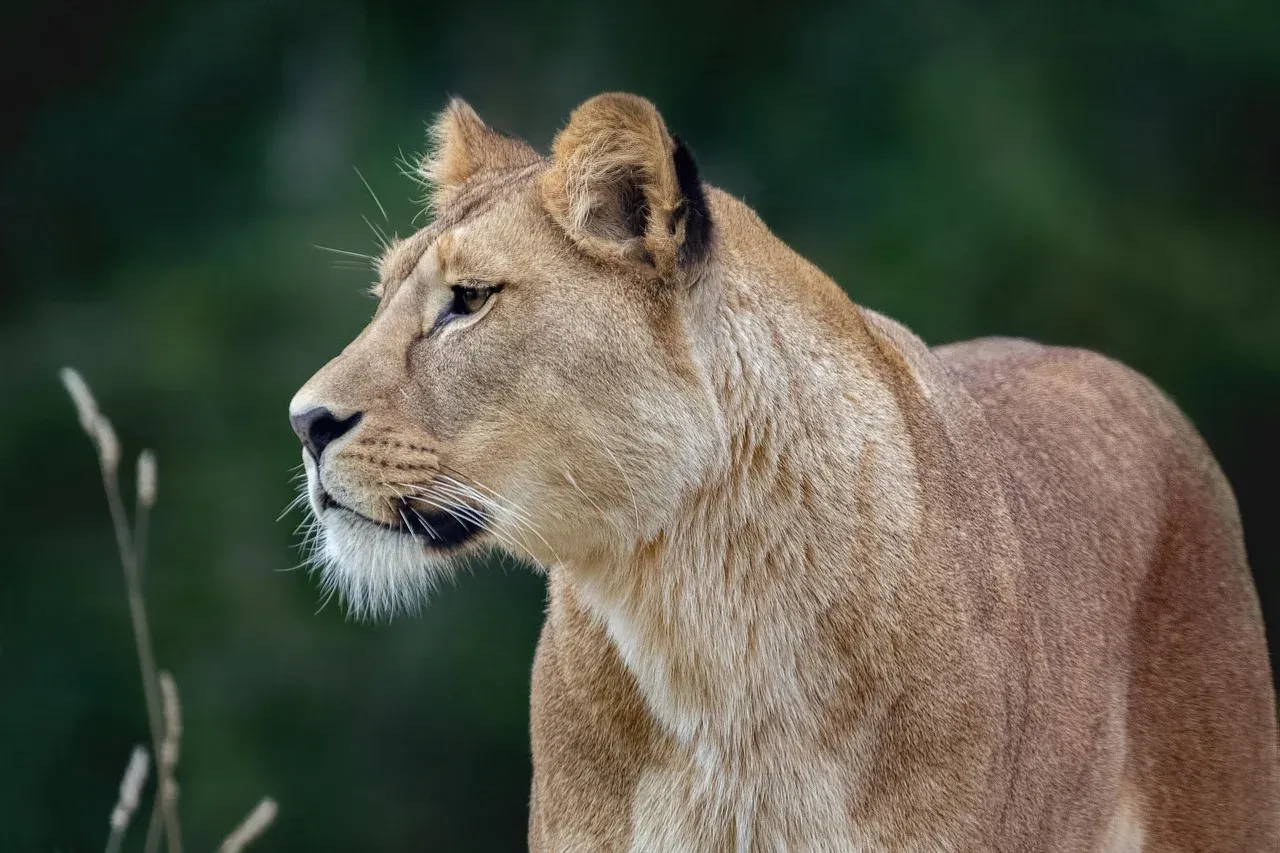 1-Day Classic Private Safari in Nyerere NP from Zanzibar - Tanzania safari hero photo