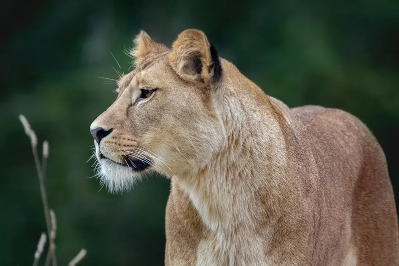 1-Day Classic Private Safari in Nyerere NP from Zanzibar - Tanzania safari