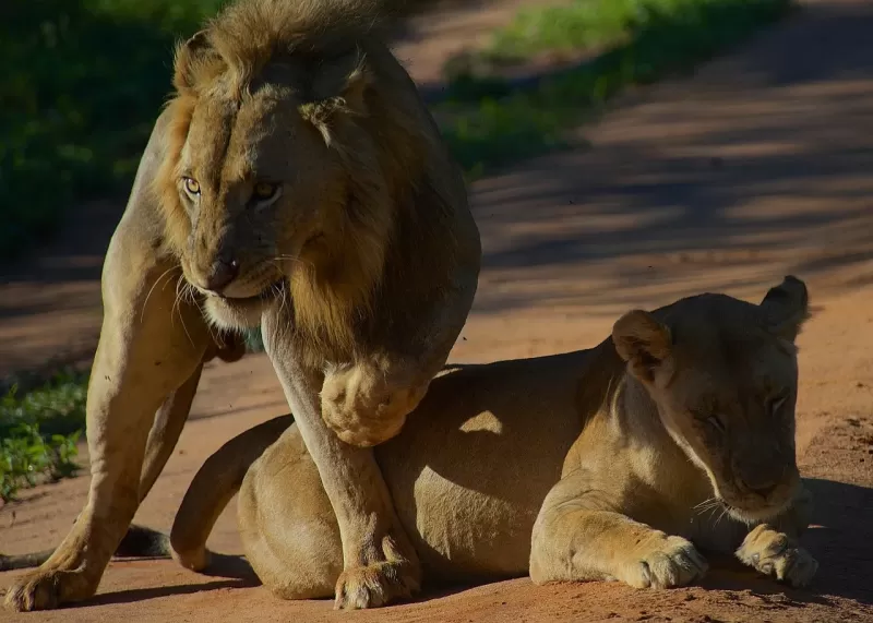 4-Day Savuti Expedition gallery image