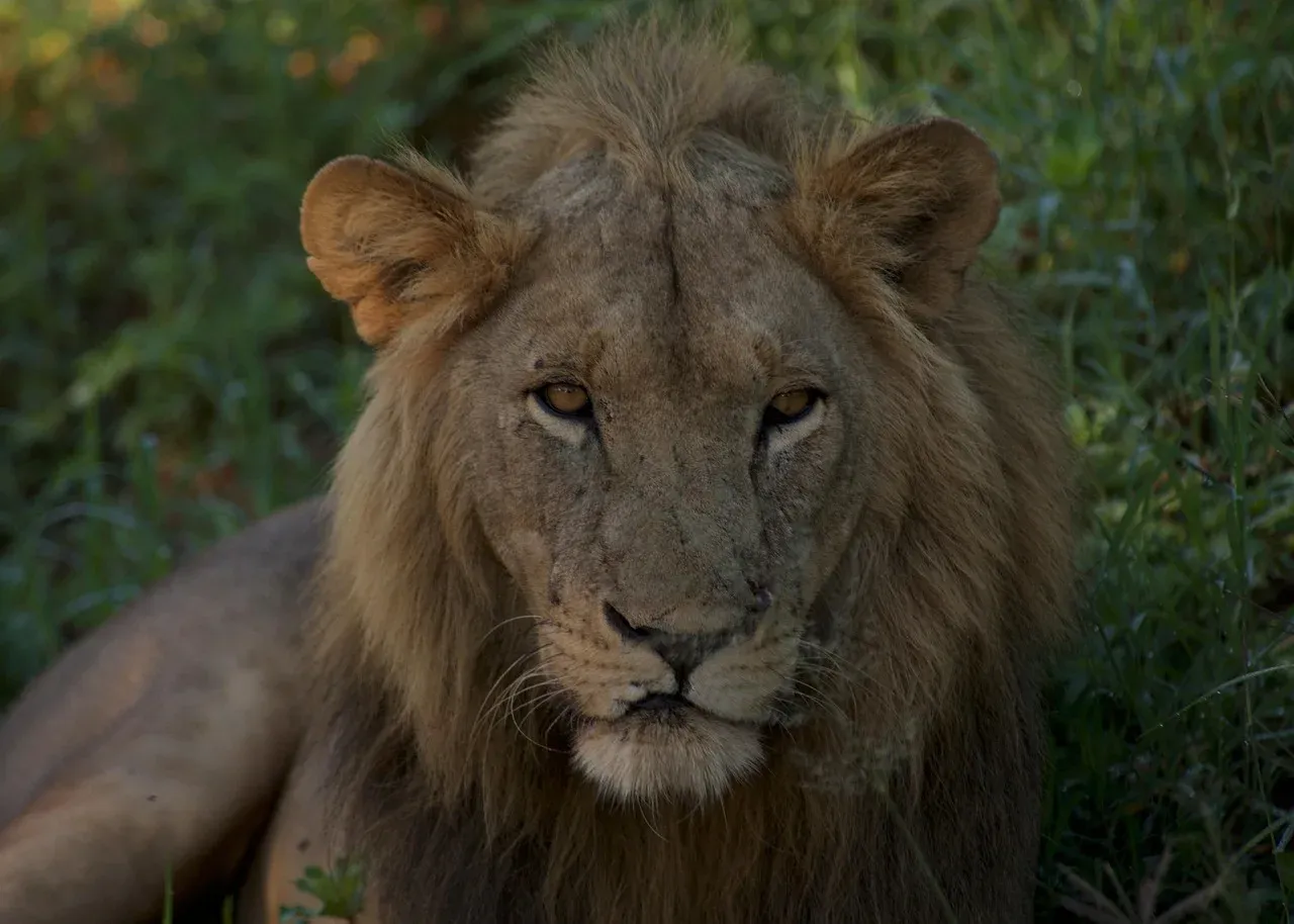 1-Day Chobe+Kazungula Quadripoint 4 Countries Safari hero photo