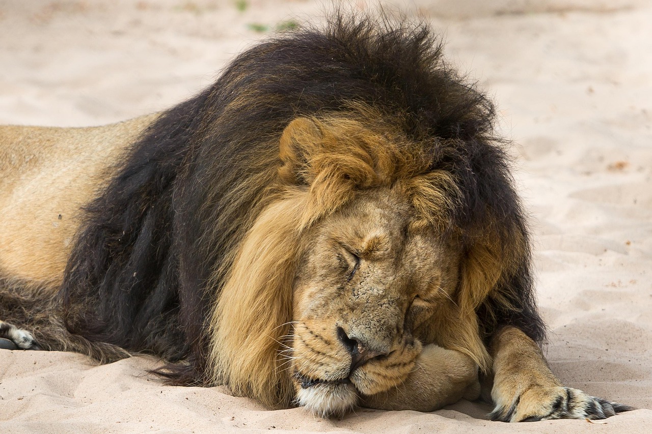 2-Day Tarangire and Ngorongoro from Arusha, Private Tour - Tanzania safari gallery image