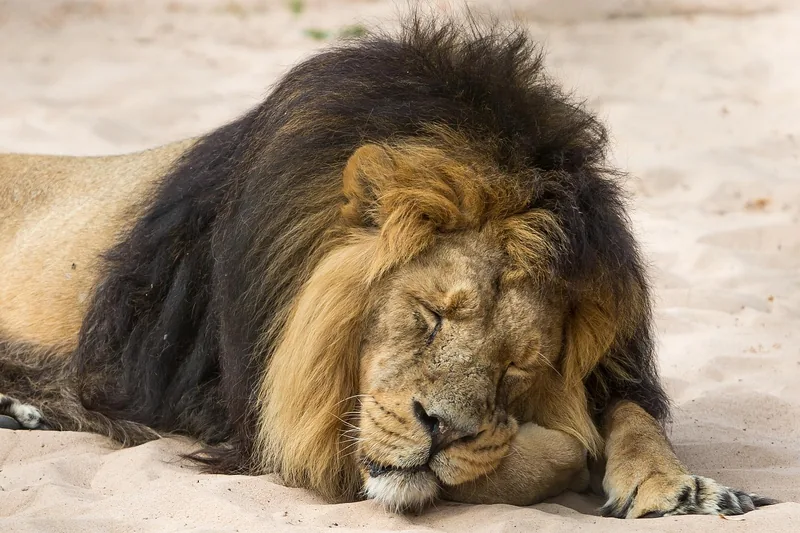 1-Day Enjoy Mikumi NP by Train from Dar Es Salaam - Tanzania safari gallery image