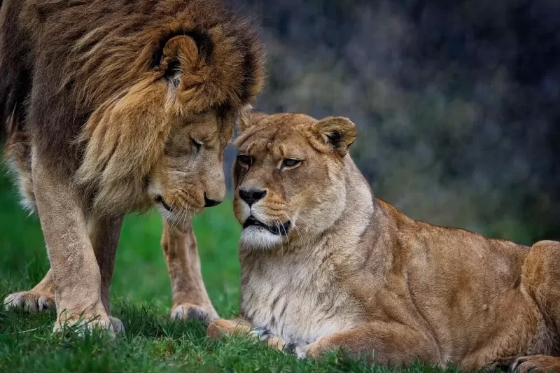 1-Day Private Mikumi National Park Tour FR Dar Es Salaam - Tanzania safari