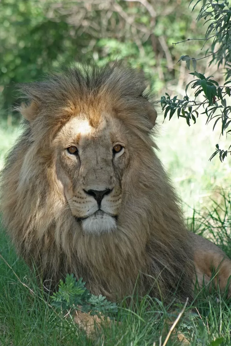 1-Day Kruger Game Viewing Open Safari Vehicle gallery image