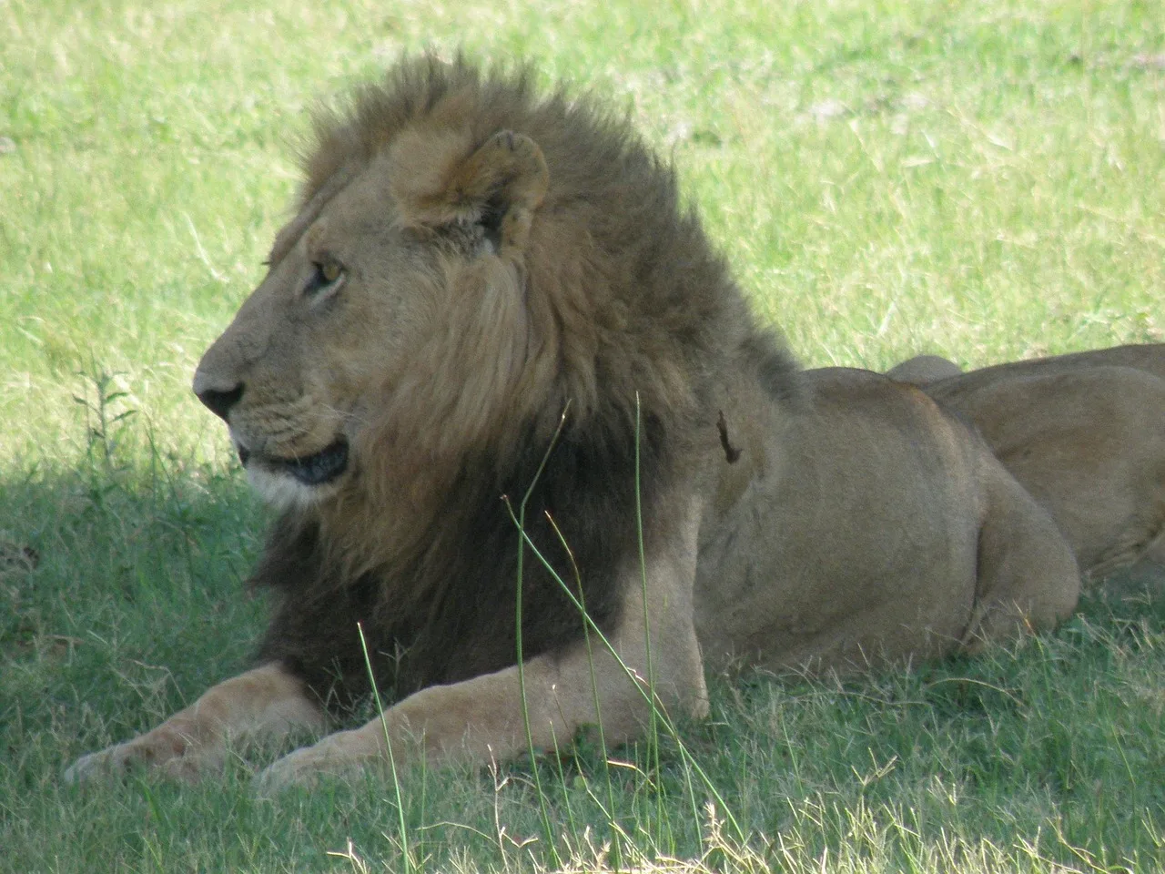 4-Day Okavango Classic Fly-in Safari at Moremi Crossing gallery image