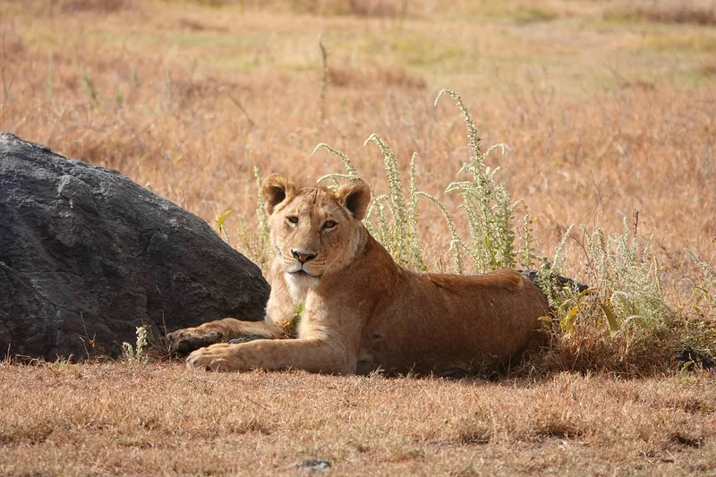 The best sharing 5-Day Ultimate Safari Experience