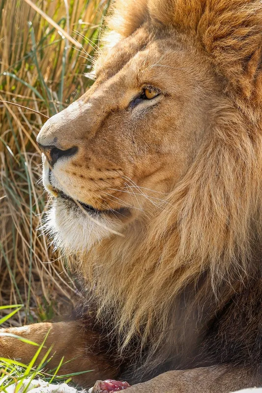 1-Day Mikumi Adventures by Train and Open Safari Jeep - Tanzania safari