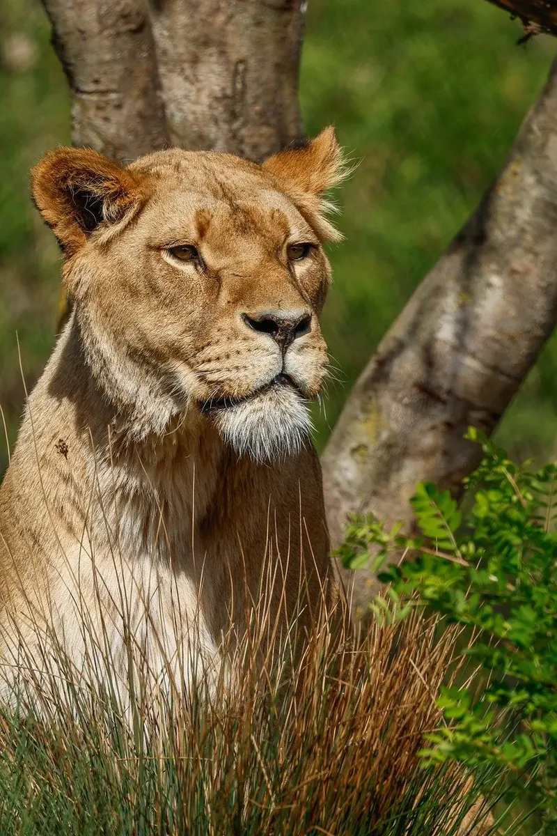 11-Day Special Bush-Beach Fun Odyssey - Kenya safaris gallery image