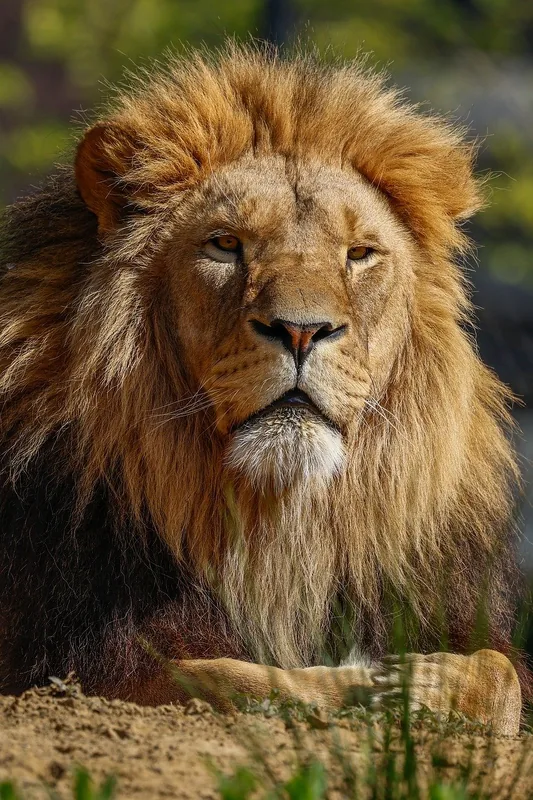 2-Day Discover the Wonders of Ngorongoro - Tanzania safari
