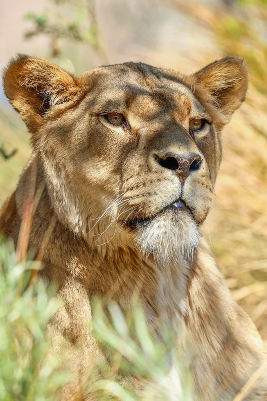 9-Day Wildlife Paradise Journey - Tanzania safari