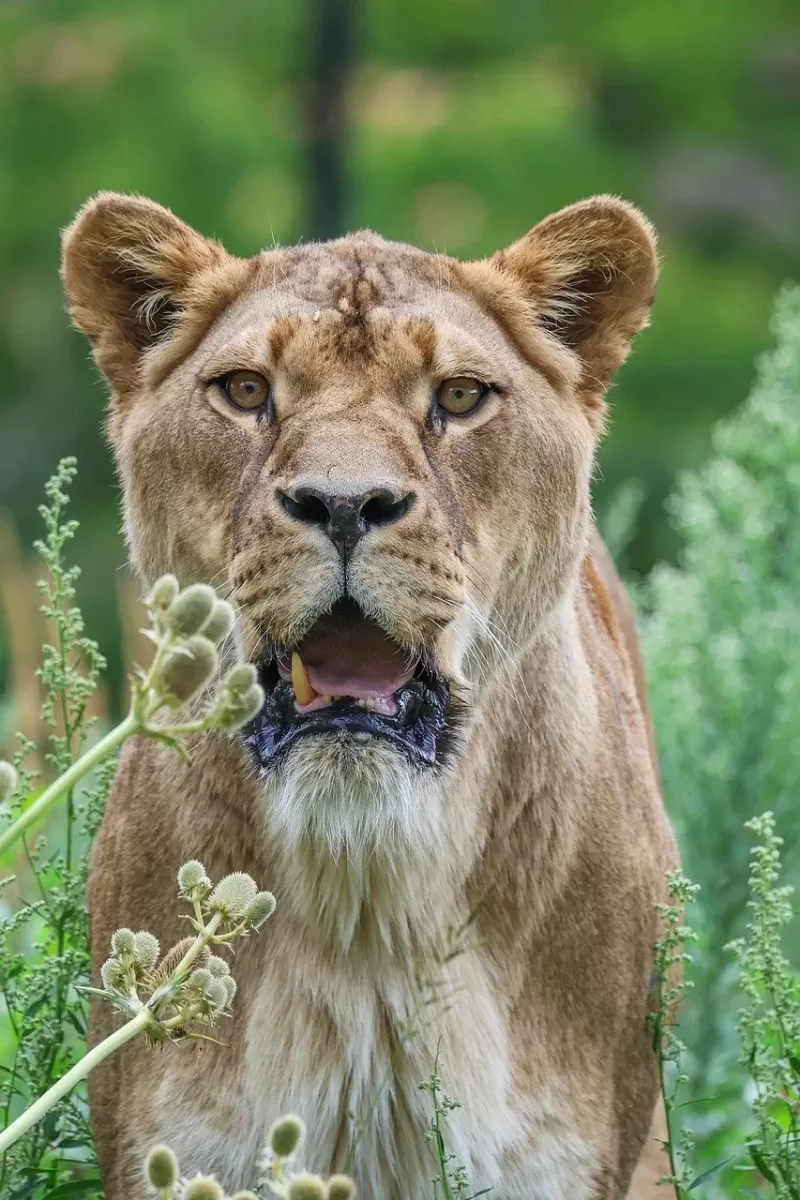 1-Day Ultimate Pilanesberg Full Day Safari gallery image