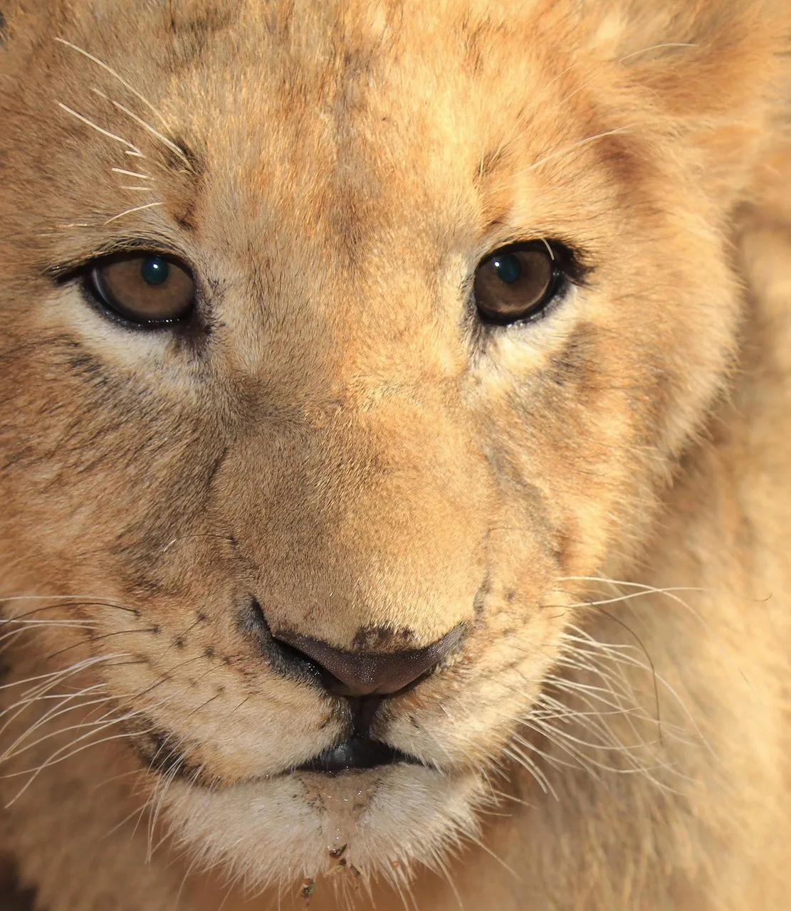 Best 3-Day Fly-in from Zanzibar to Four Seasons Safari Lodge gallery image