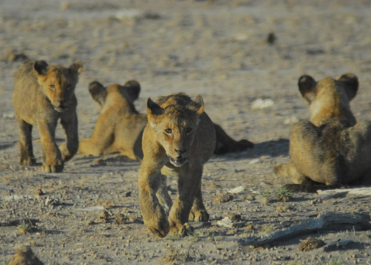 Best 3-Day Fly-in from Zanzibar to Four Seasons Safari Lodge gallery image