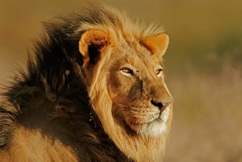 The Best 3-Day Tanzania Mid-Range Safari to Serengeti and Ngorongoro Crater Tour gallery image