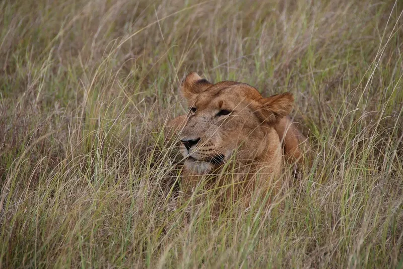 2-Day Camping Safari to Tarangire & Ngorongoro Crater