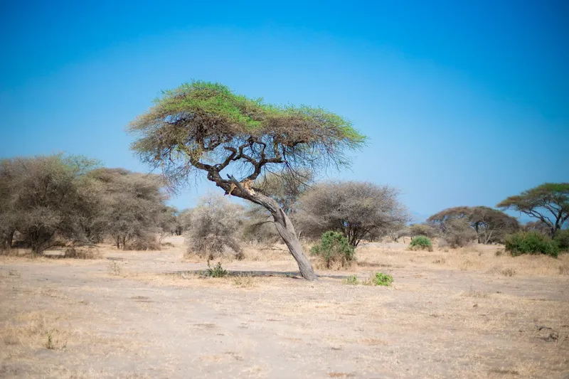 2-Day Zanzibar to Ngorongoro & Tarangire Luxury Safari