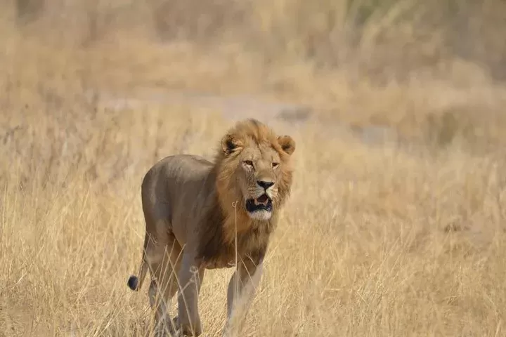 2 Days Mikumi National Park and Chizua Waterfalls by Sgr 2026 - 2027