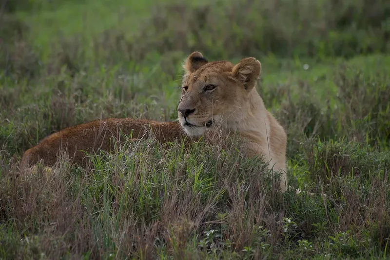 2-Day Private Serengeti Safari