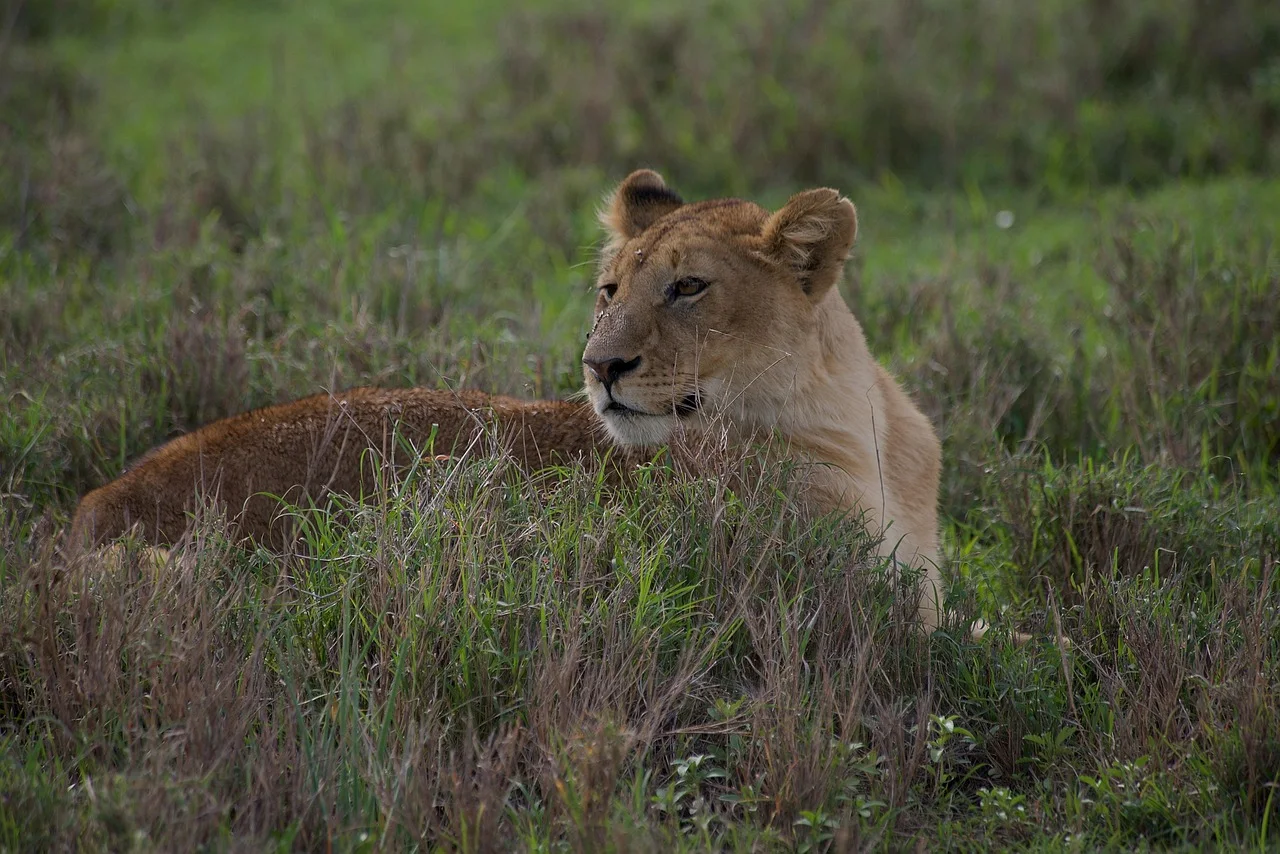 2-Day /1Nights Ngorongoro & Tarangire