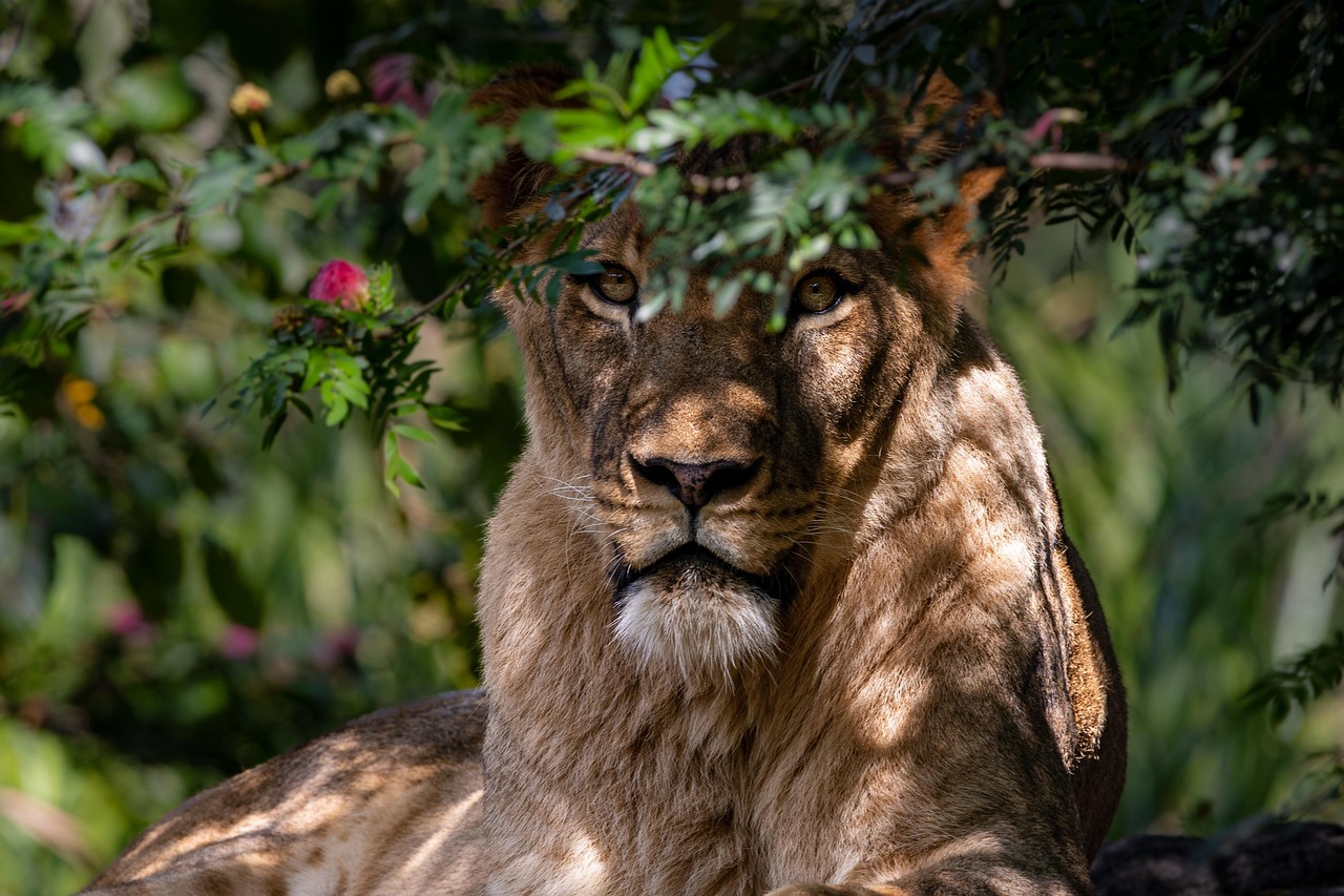 3-Day Bwindi Primate Tour gallery image