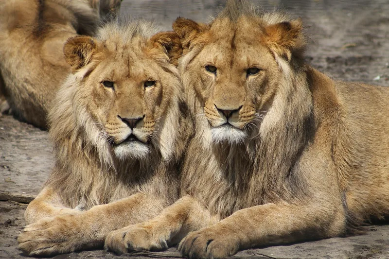 6-Day Amazing Safari & Zanzibar Beach Holidays - Tanzania safari gallery image