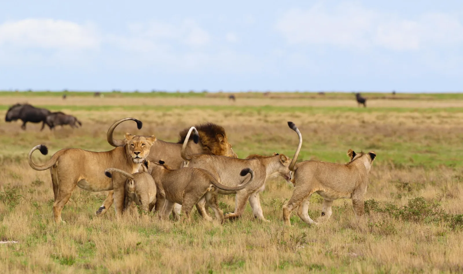 ½-Day Rhino Trekking Experience and Safari Game Drive gallery image